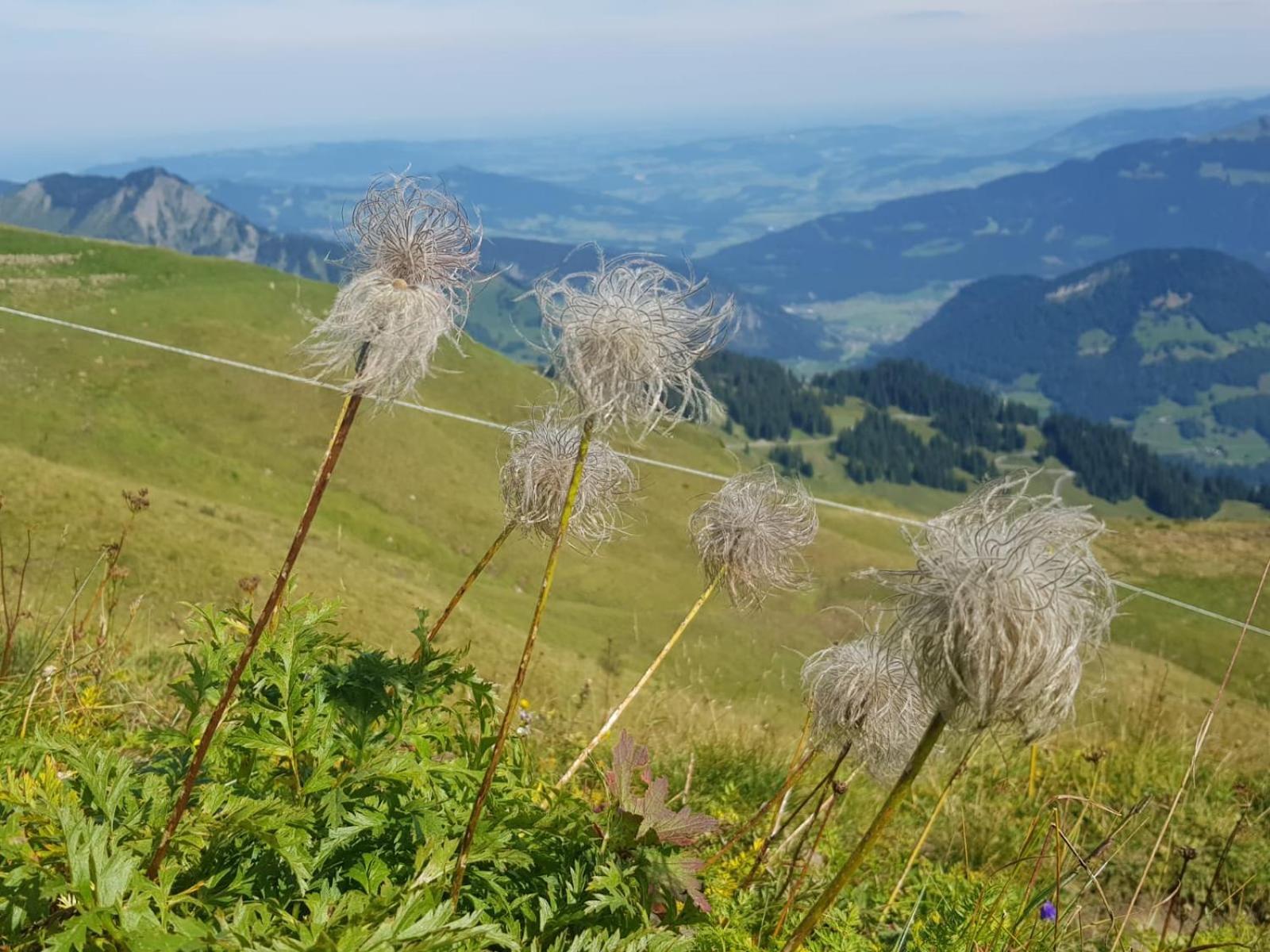 Ferienwohnungen Schantl Schoppernau Exterior foto